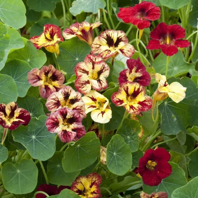 Lichořeřišnice nízká Bloody Mary – Tropaeolum minus – semena