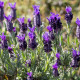 Levandule korunkatá Sancho Panza – semena Lavandula stoechas