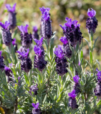 Levandule korunkatá Sancho Panza – semena Lavandula stoechas