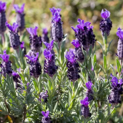 Levandule korunkatá Sancho Panza – semena Lavandula stoechas