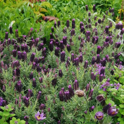 Levandule korunkatá Sancho Panza – semena Lavandula stoechas