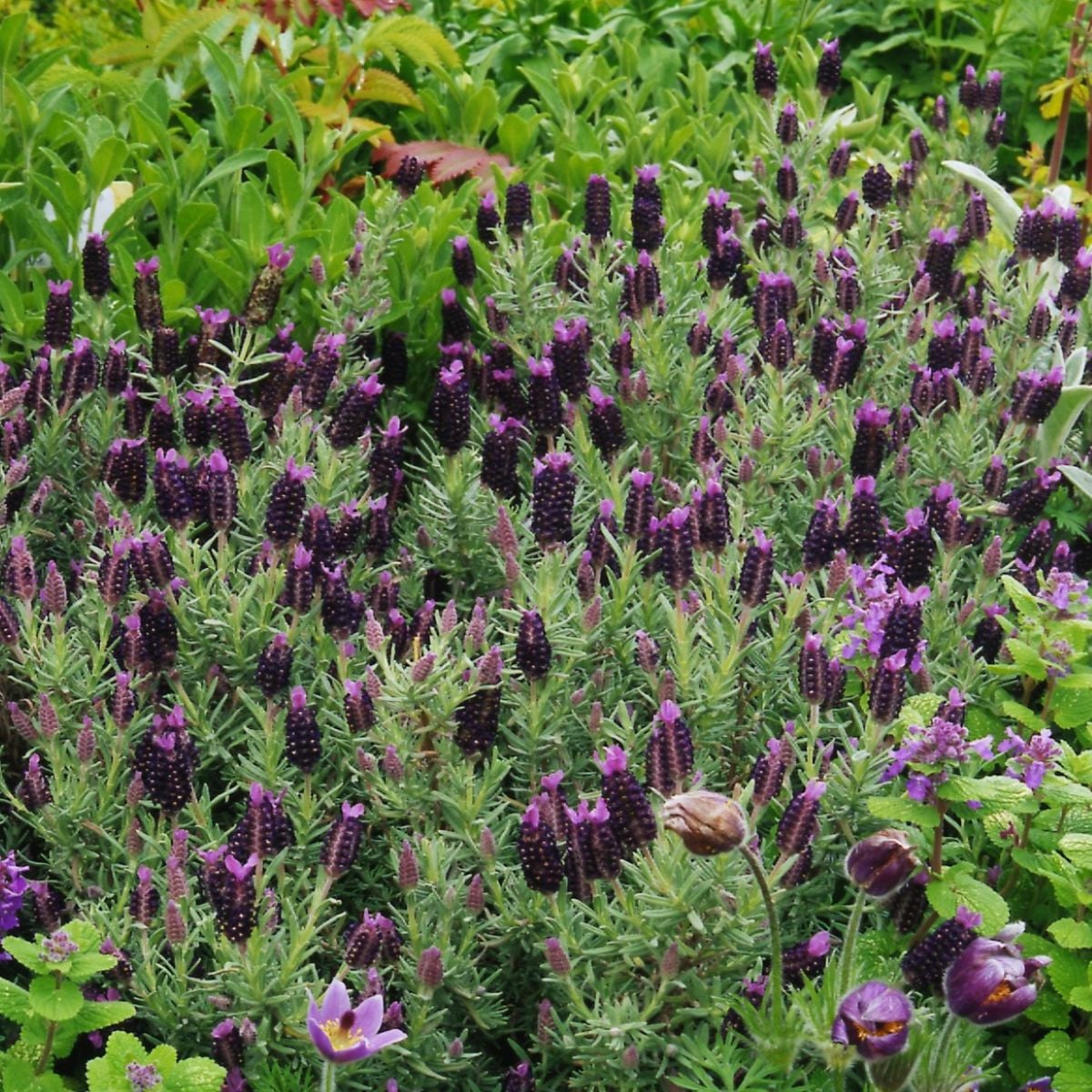 Levandule korunkatá Sancho Panza – semena Lavandula stoechas