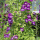 BIO Asarina pnoucí fialová – Asarina scandens – pěstování