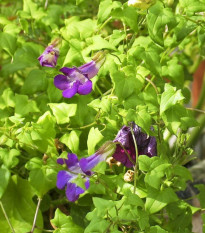 BIO Asarina pnoucí fialová – Asarina scandens – pěstování