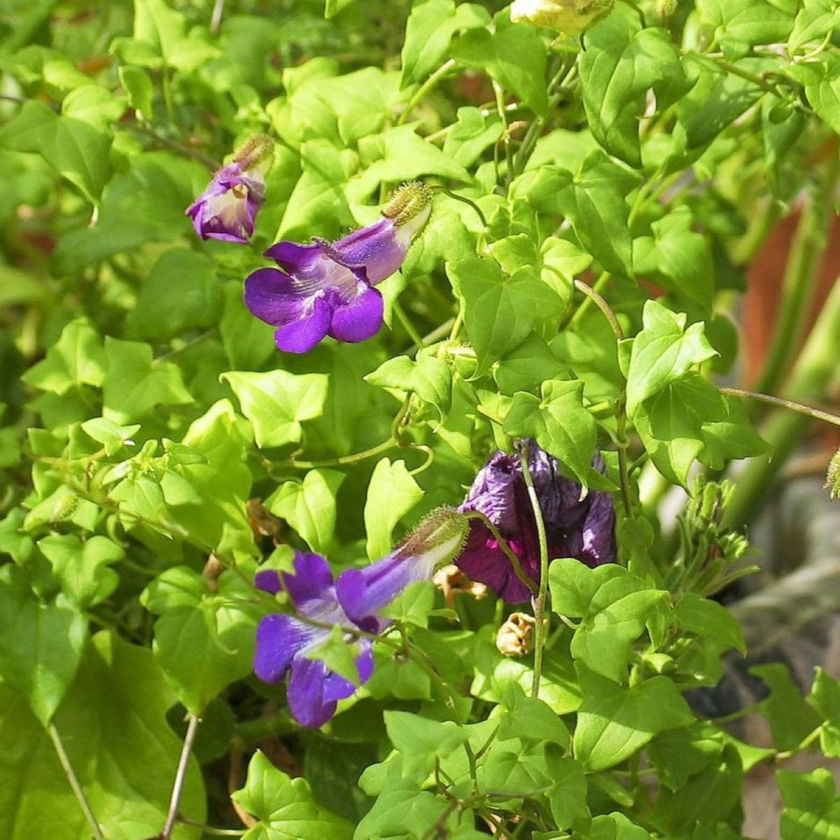BIO Asarina pnoucí fialová – Asarina scandens – pěstování