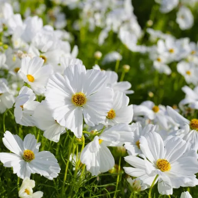BIO bílá krásenka zpeřená - Cosmos bipinnatus - pěstování