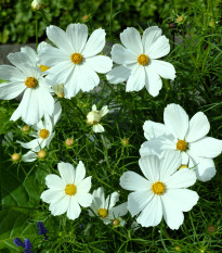 BIO bílá krásenka zpeřená - Cosmos bipinnatus - pěstování