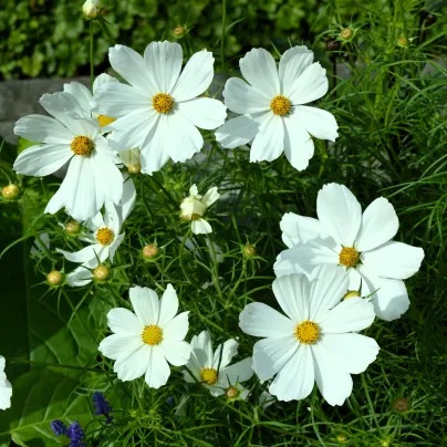 BIO bílá krásenka zpeřená - Cosmos bipinnatus - pěstování