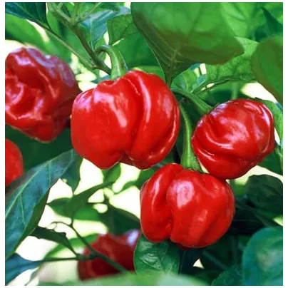 Chilli Trinidad - Capsicum chinense - osivo chilli - 6 ks