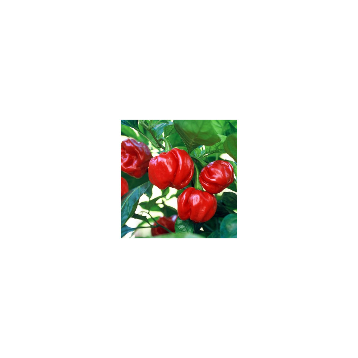 Chilli Trinidad - Capsicum chinense - osivo chilli - 6 ks