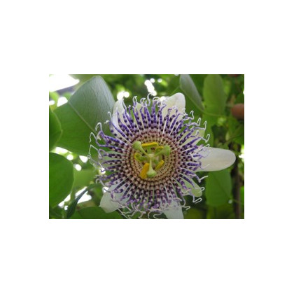 Mučenka křídlatá - Passiflora actinia - prodej semen - 4 ks