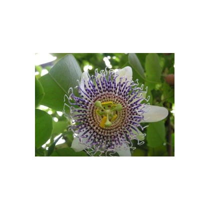 Mučenka křídlatá - Passiflora actinia - osivo mučenky - 4 ks