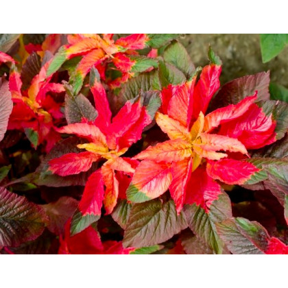 Laskavec tricolor - Amaranthus tricolor - prodej semen - 0,2 gr