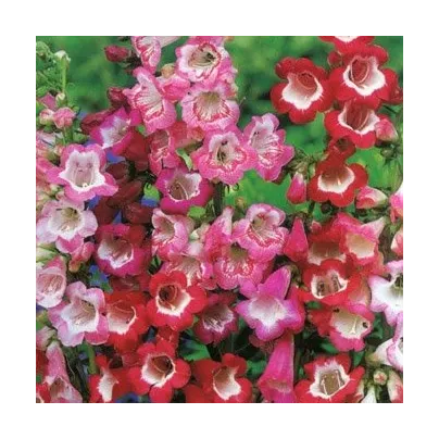 Dračík Hartwegův směs - Penstemon hartwegii - osivo dračíku - 0,2 g