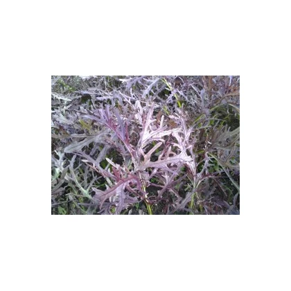 Mizuna Červený Devil F1 - Japonská hořčice - Brassica campestris Japonica - osivo mizuny - 0,02 g