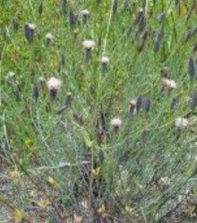 Koriandr bolívijský - Porophyllum ruderale - prodej semen - 10 ks