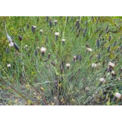 Koriandr bolívijský - Porophyllum ruderale - prodej semen - 10 ks