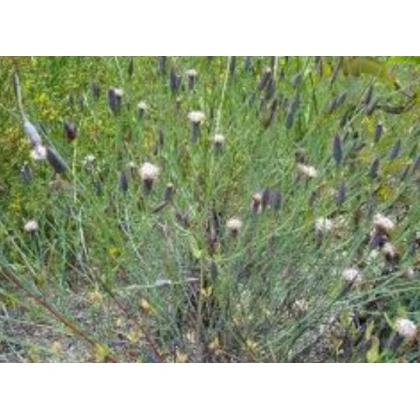 Koriandr bolívijský - Porophyllum ruderale - osivo koriandru - 5 ks