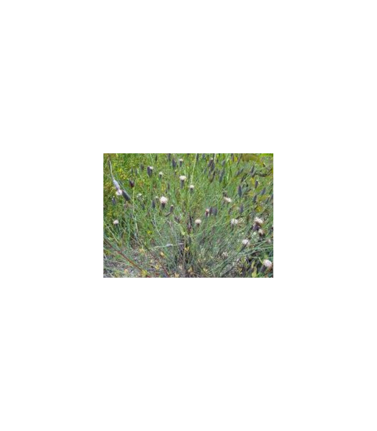 Koriandr bolívijský - Porophyllum ruderale - osivo koriandru - 5 ks