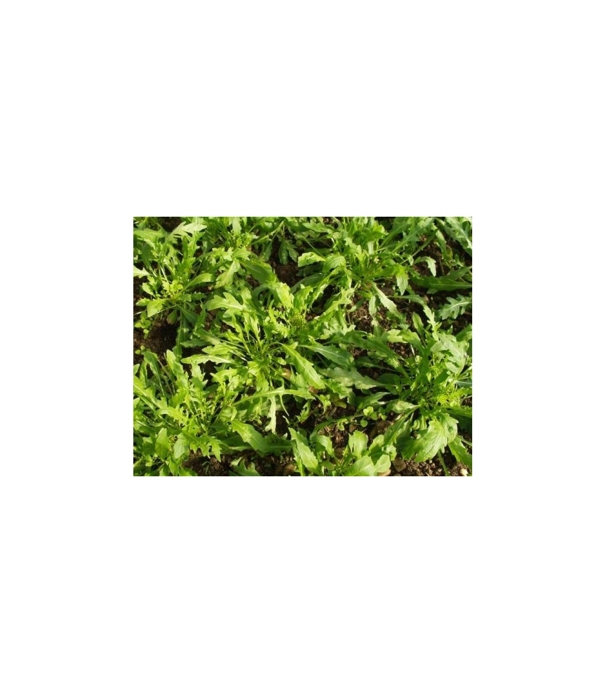 Křez úzkolistý Tiger - rostlina Diplotaxis tenuiflora - prodej semen - 20 ks