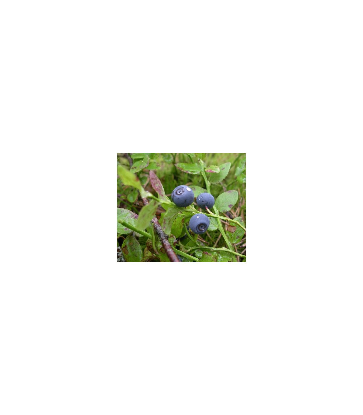Borůvka černá - Vaccinium myrtillus - osivo borůvky - 7 ks