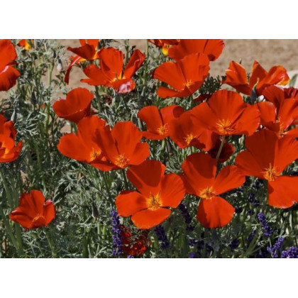 Sluncovka kalifornská červená- Eschscholzia californica - osivo sluncovky - 450 ks