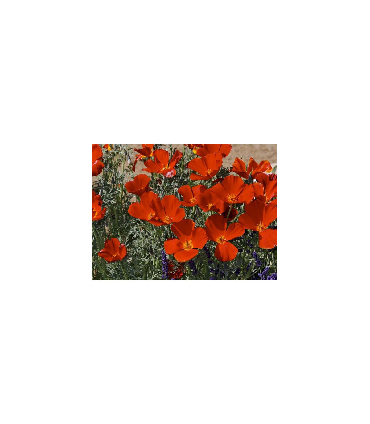 Sluncovka kalifornská červená - Eschscholzia californica - osivo sluncovky - 450 ks