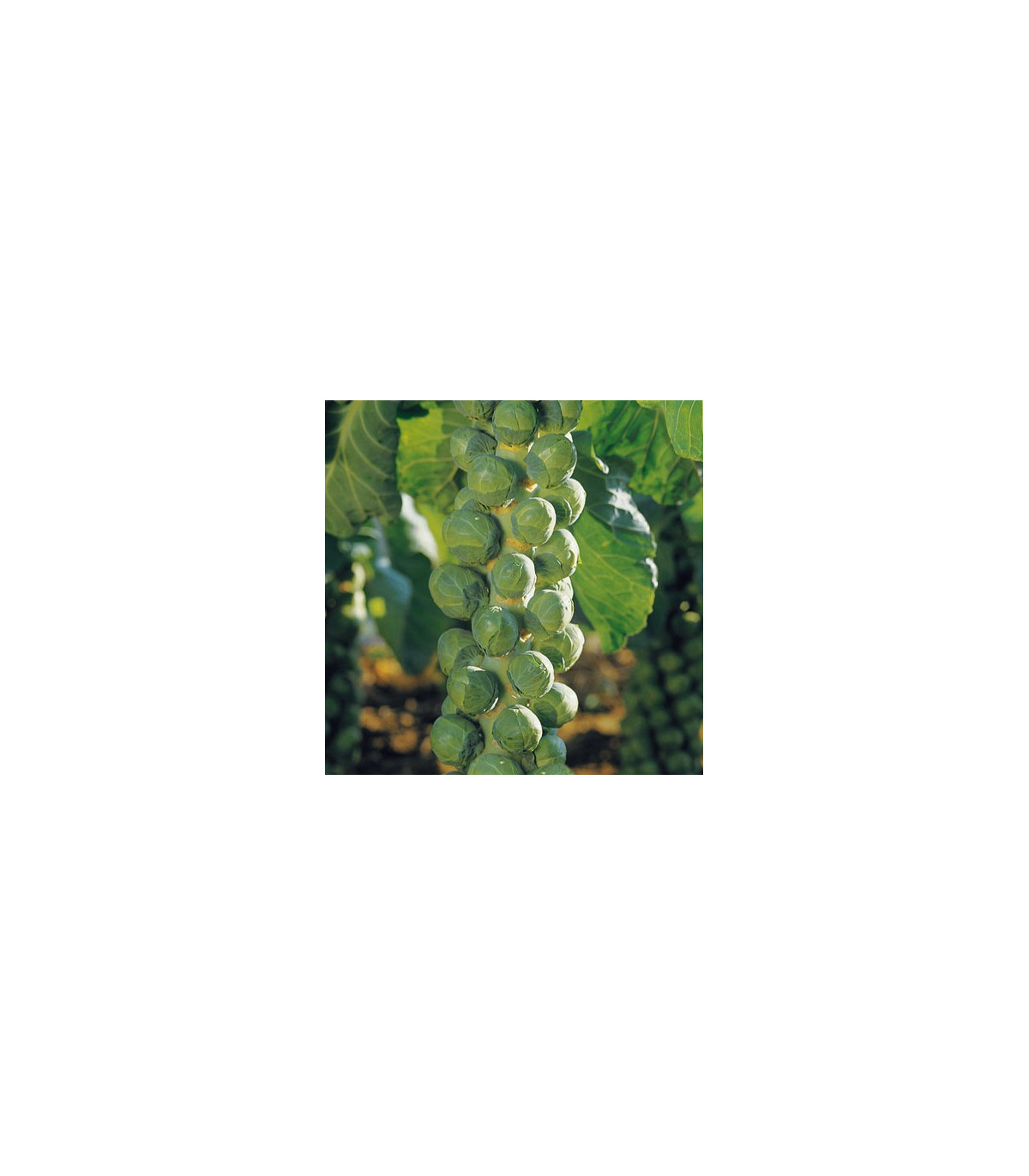 Kapusta růžičková Hilds Ideal - Brassica oleracea - semena kapusty - 0,5 gr