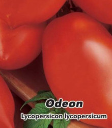 Rajče Odeon keříčkové - Lycopersicon Lycopersicum - prodej semen rajčat - 0,1 g