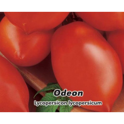 Rajče Odeon keříčkové - Lycopersicon Lycopersicum - prodej semen rajčat - 0,1 g