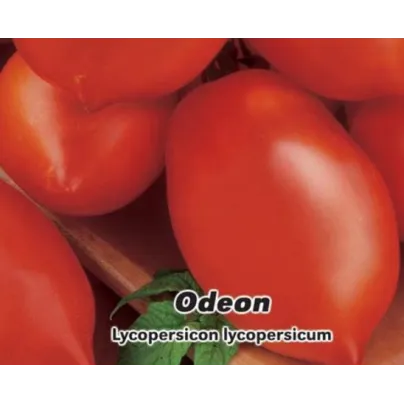 Rajče Odeon - Solanum lycopersicum - osivo rajčat - 0,1 g