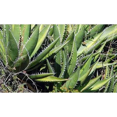 Agáve - Agave purpurosum - osivo agáve - 10 ks