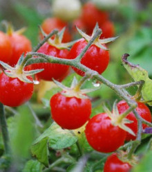 Divoké rajče řervené - Lycopersicon pimpinellifolium - prodej semen divokých rajčat - 6 ks