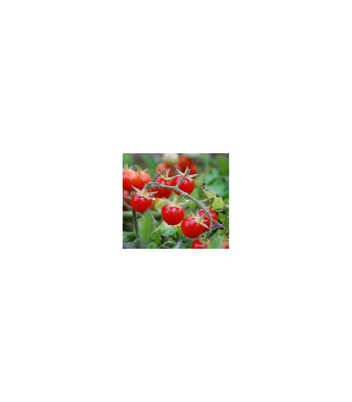 Divoké rajče řervené - Lycopersicon pimpinellifolium - prodej semen divokých rajčat - 6 ks