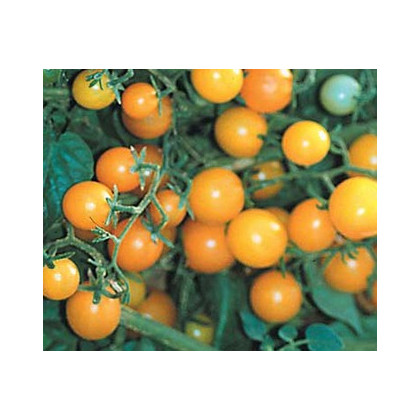Divoké rajče žluté - Lycopersicon pimpinellifolium - prodej semen divokých rajčat - 6 ks