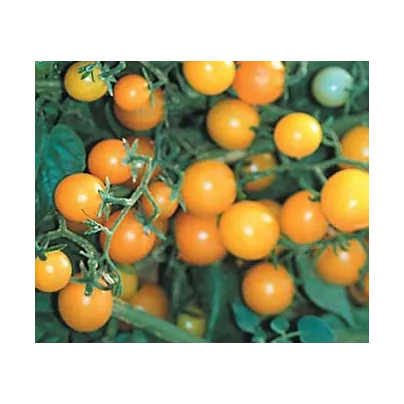Divoké rajče žluté - Lycopersicon pimpinellifolium - osivo rajčat - 6 ks