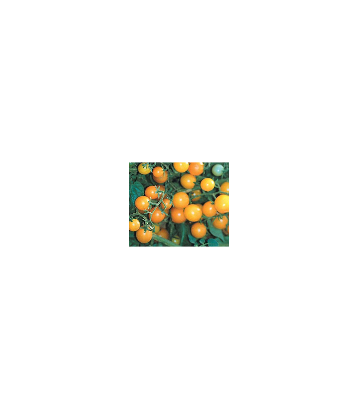 Divoké rajče žluté - Lycopersicon pimpinellifolium - prodej semen divokých rajčat - 6 ks