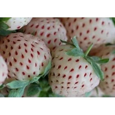 Jahodník bílý - Fragaria vesca - osivo jahodníku - 10 ks