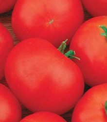 Rajče Hana - keřičková rajčata - Lycopersicon Esculentum - semena rajčat - 20 Ks