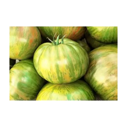 Rajče Velká zebra - Solanum lycopersicum - osivo rajčat - 6 ks