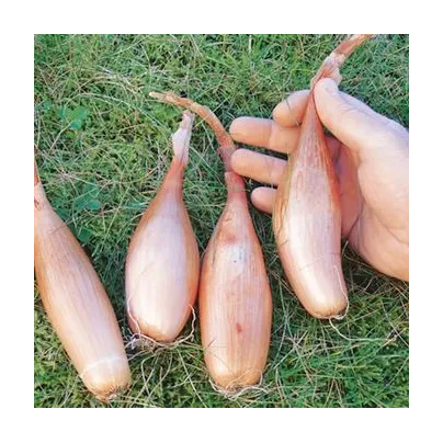 Cibule Zebrune - Allium cepa var aggregatum - osivo cibule - 70 ks