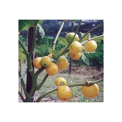 Teron Asam - Solanum lasiocarpum - osivo teronu - 5 ks