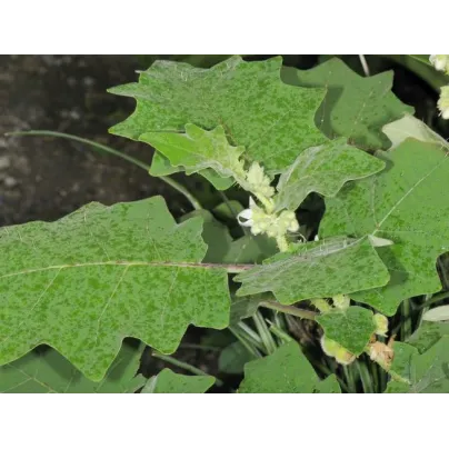 Teron Asam - Solanum lasiocarpum - osivo teronu - 5 ks