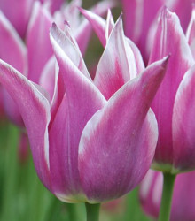 Tulipán Ballade - prodej cibulovin - holandské tulipány - 3 ks