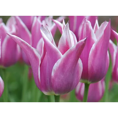 Tulipán Ballade - Tulipa - cibule tulipánů - 3 ks