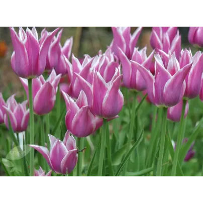 Tulipán Ballade - Tulipa - cibule tulipánů - 3 ks