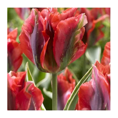 Tulipán Hollywood Star - Tulipa - cibule tulipánů - 3 ks