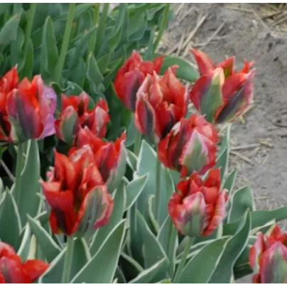 Tulipán Hollywood Star - Tulipa - cibule tulipánů - 3 ks