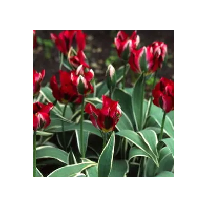 Tulipán Hollywood Star - Tulipa - cibule tulipánů - 3 ks