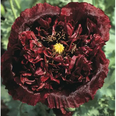 Mák setý černý - Papaver paeoniflorum - osivo máku - 0,1 g